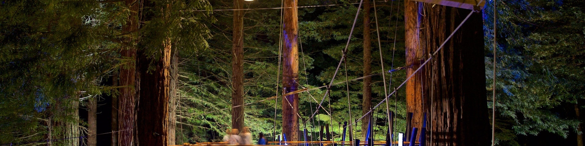 Redwoods Whakarewarewa Forest which includes forests, night scenes and a suspension bridge or treetop walkway