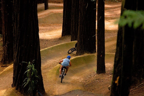A mountain biker navigating a dirt trail through a forest with tall trees.