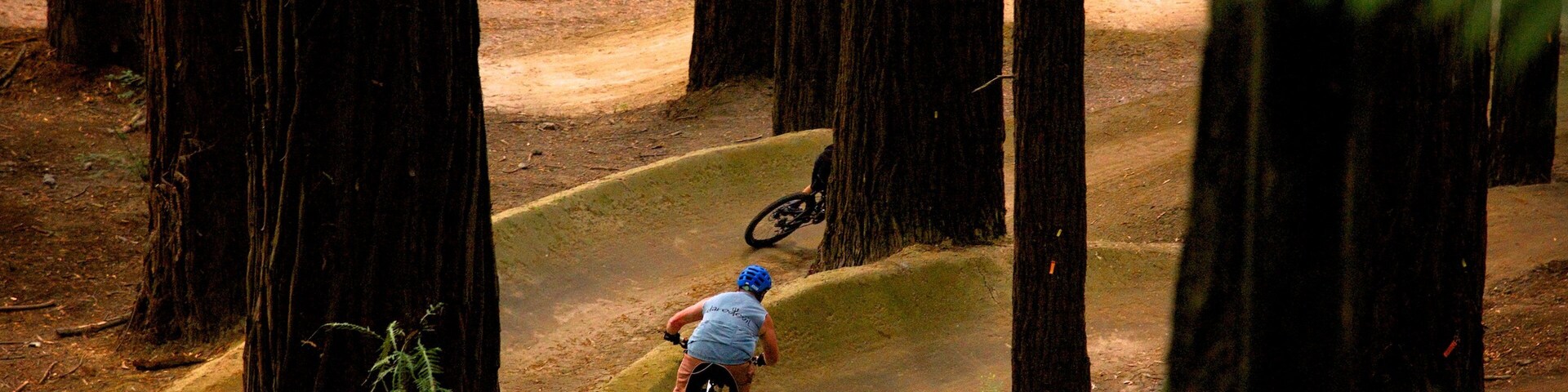 A mountain biker navigating a dirt trail through a forest with tall trees.