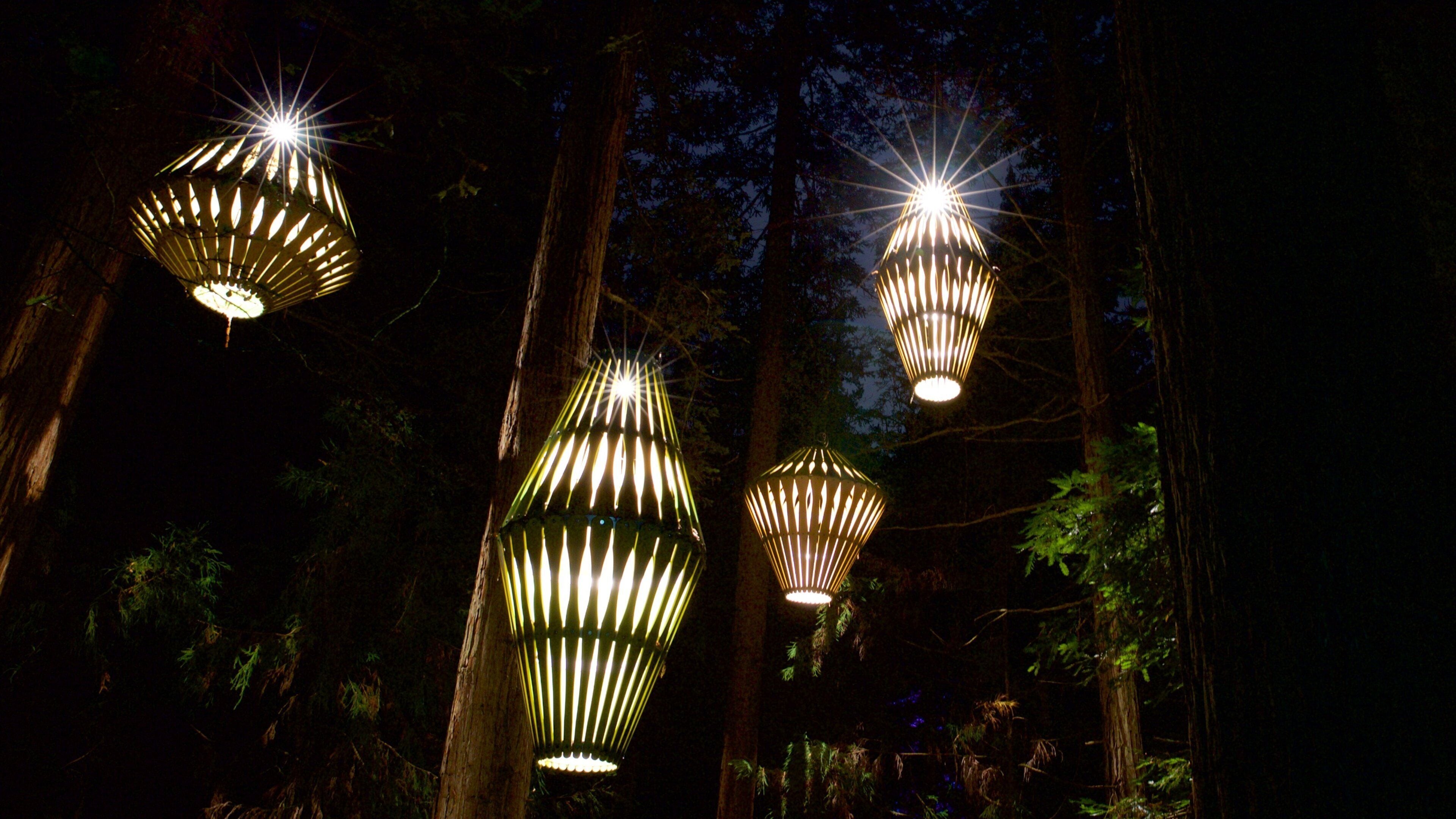 Three illuminated lanterns hanging among tall trees at night.