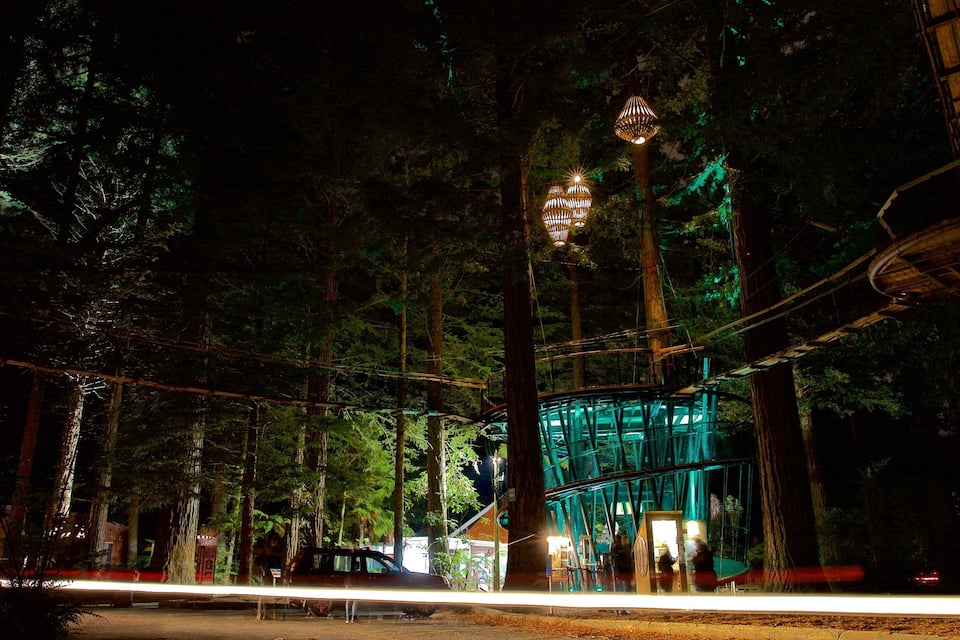 A nighttime forest scene with a glass-enclosed structure and a rope bridge.