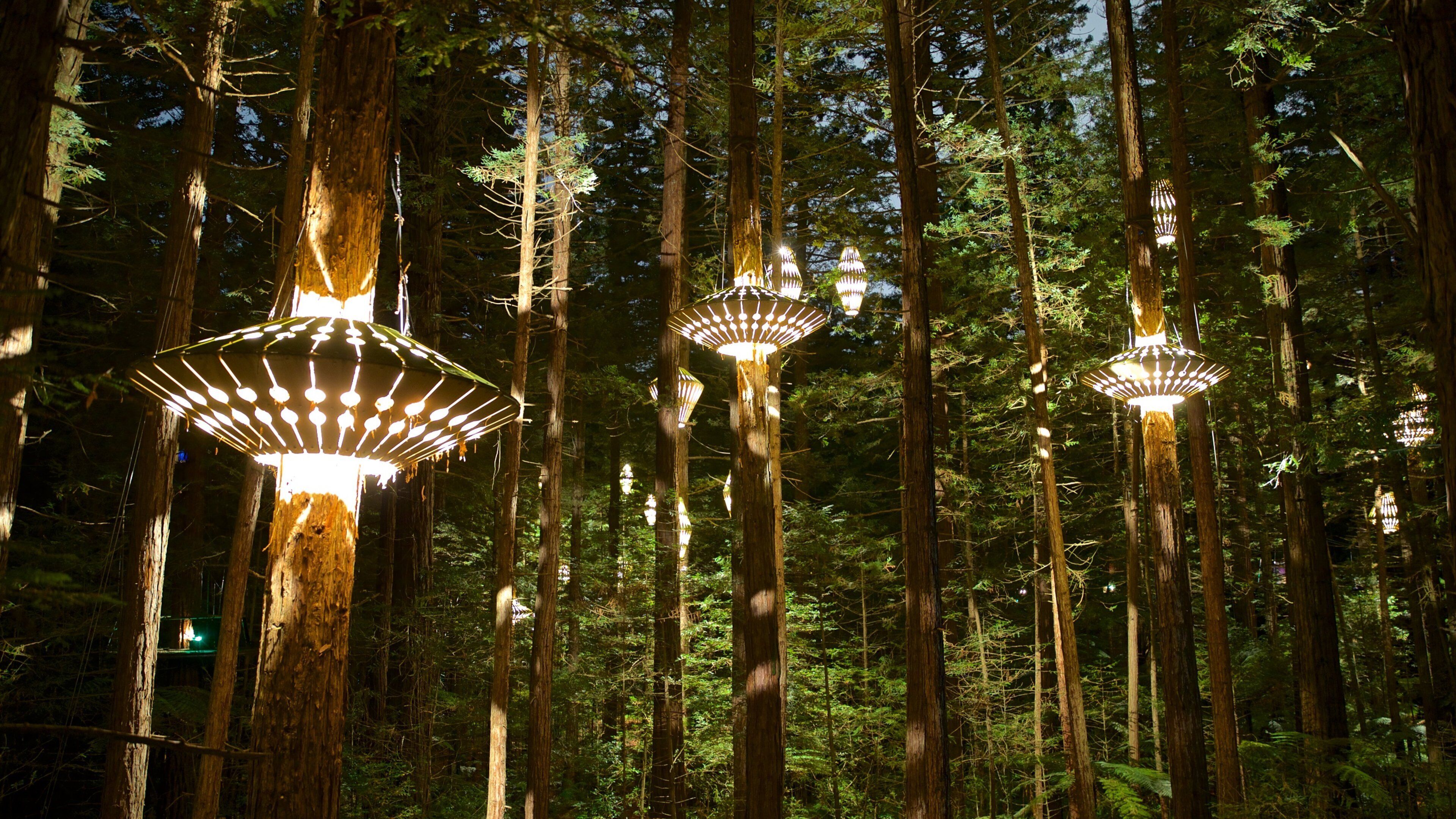 Redwoods Whakarewarewa Forest which includes forests and night scenes