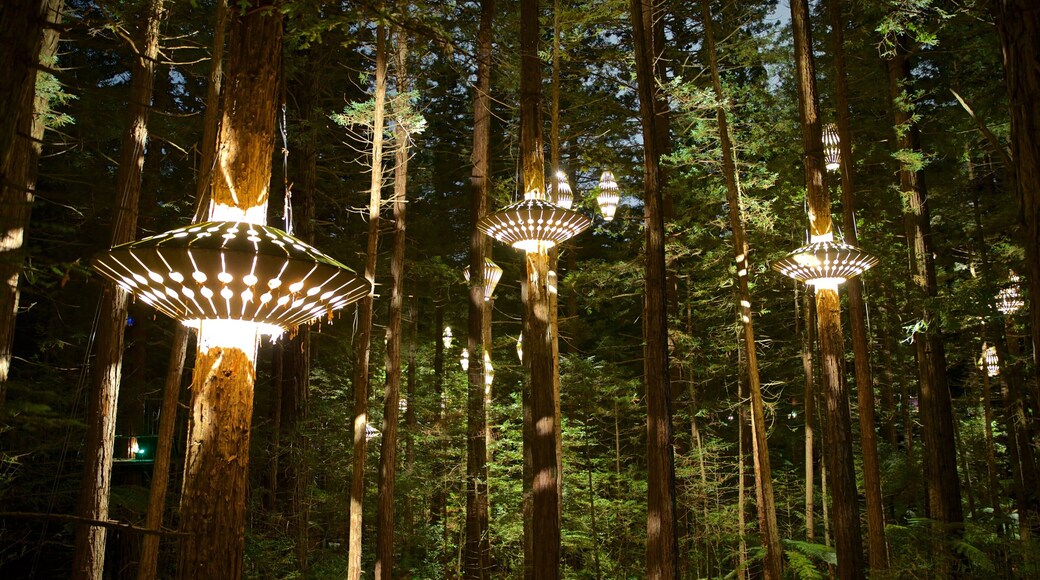 Redwoods Whakarewarewa Forest which includes forests and night scenes