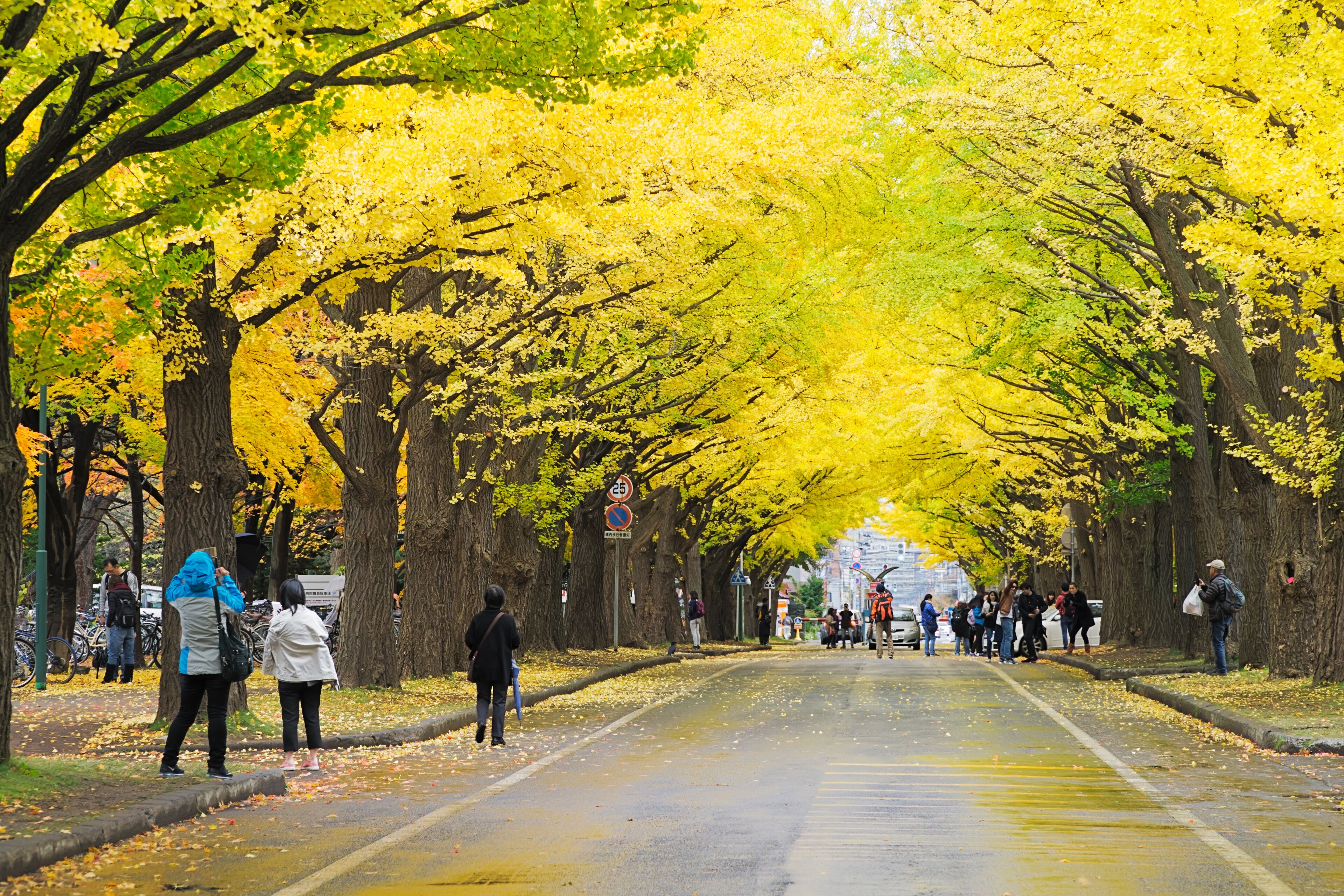 A tree-lined street with yellow foliage, pedestrians, and parked bicycles.