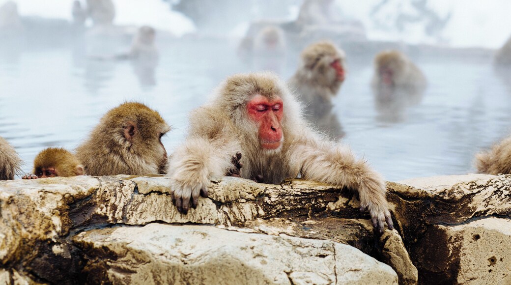 Snow Monkey Niseko, Kutchan-chō, Japan