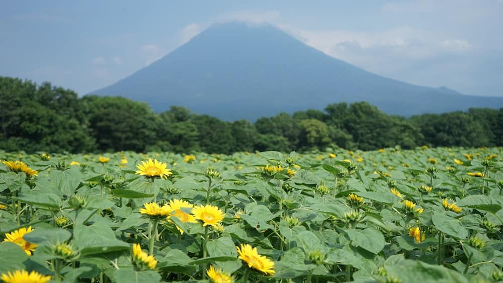 The symmetrical Mt Yotei behind a beautiful sunflower field