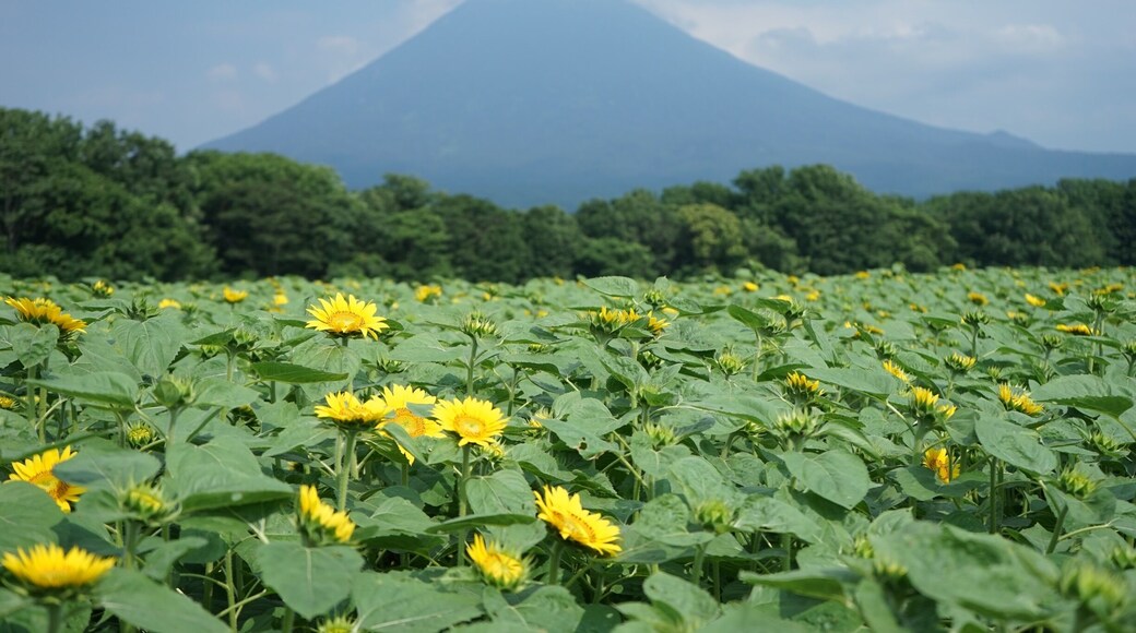 The symmetrical Mt Yotei behind a beautiful sunflower field