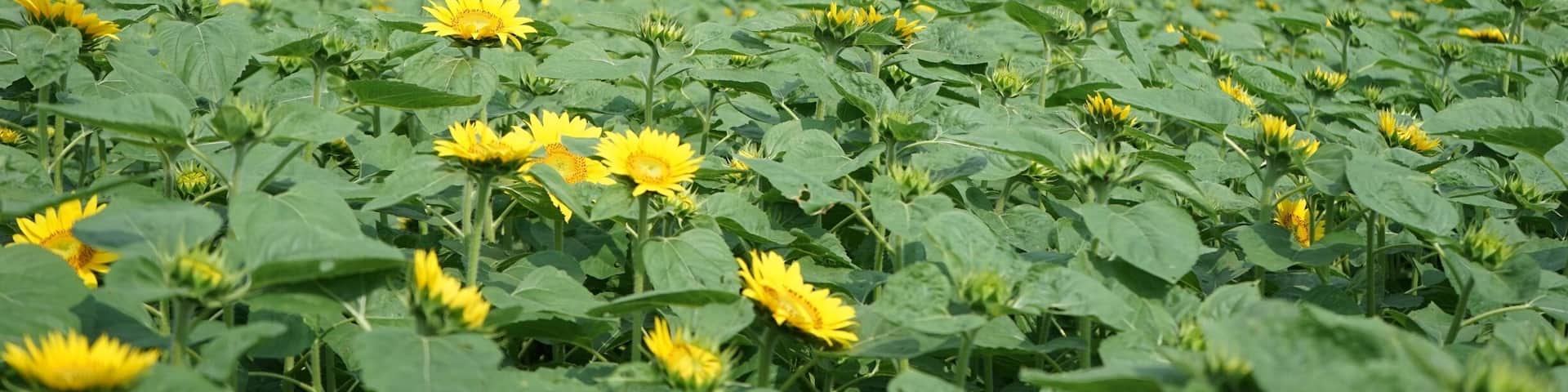 The symmetrical Mt Yotei behind a beautiful sunflower field