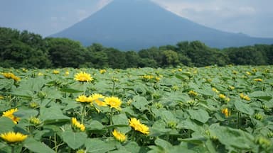The symmetrical Mt Yotei behind a beautiful sunflower field