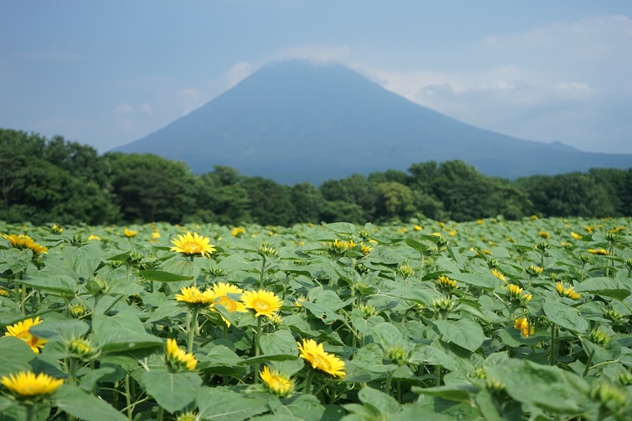 The symmetrical Mt Yotei behind a beautiful sunflower field