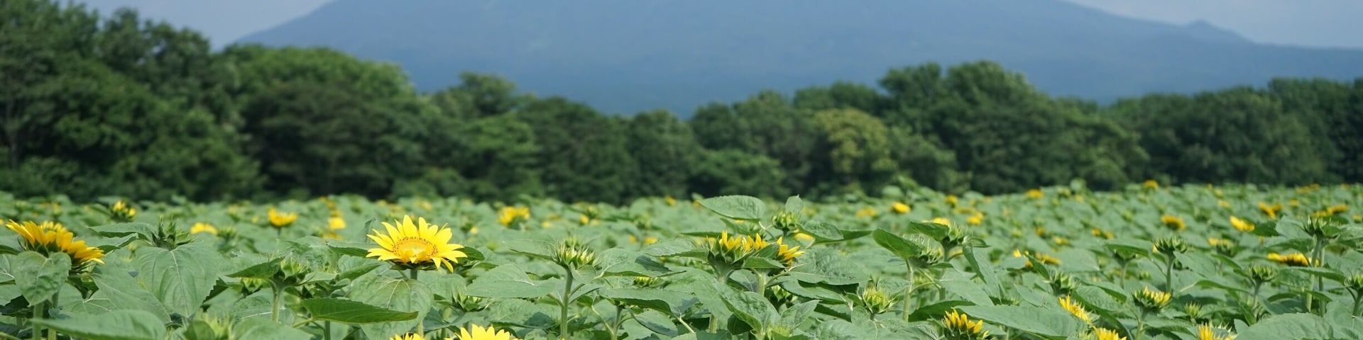The symmetrical Mt Yotei behind a beautiful sunflower field