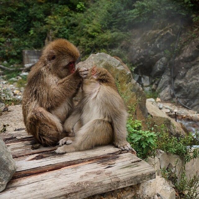 Two monkeys sitting on a wooden platform surrounded by rocks and greenery.