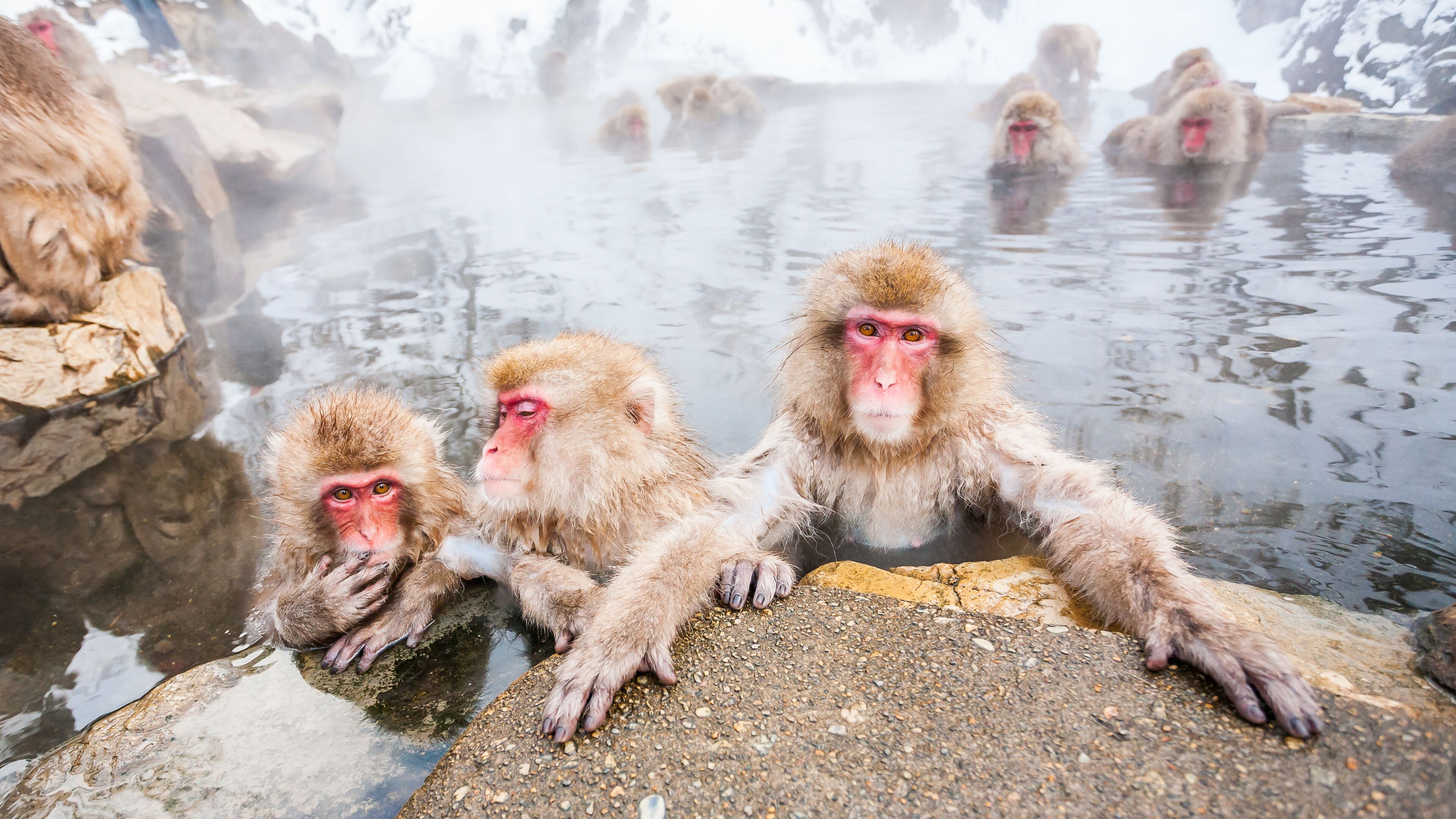 Monkeys in a hot spring with steam rising from the water.