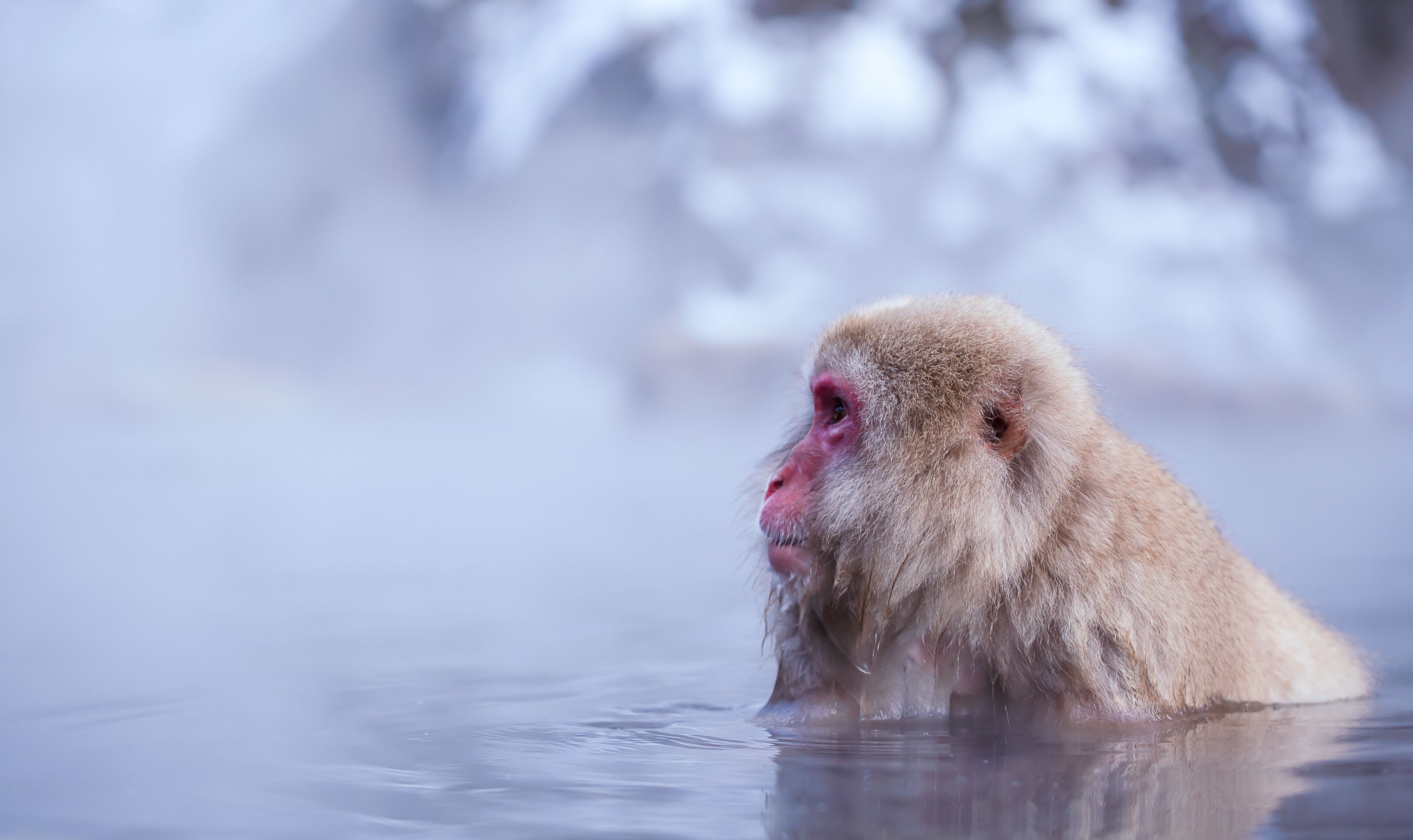 A monkey in a hot spring surrounded by snow.