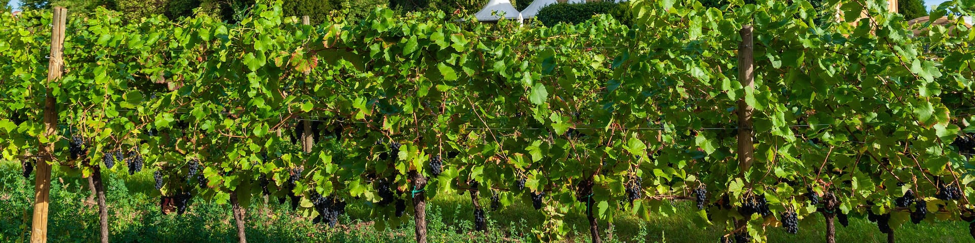 Schloss Edesheim. Region Pfalz im Bundesland Rheinland-Pfalz in Deutschland