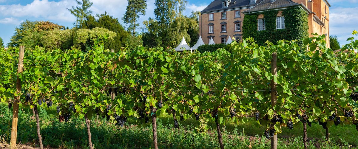 A vineyard with grapevines in front of a large historic building.