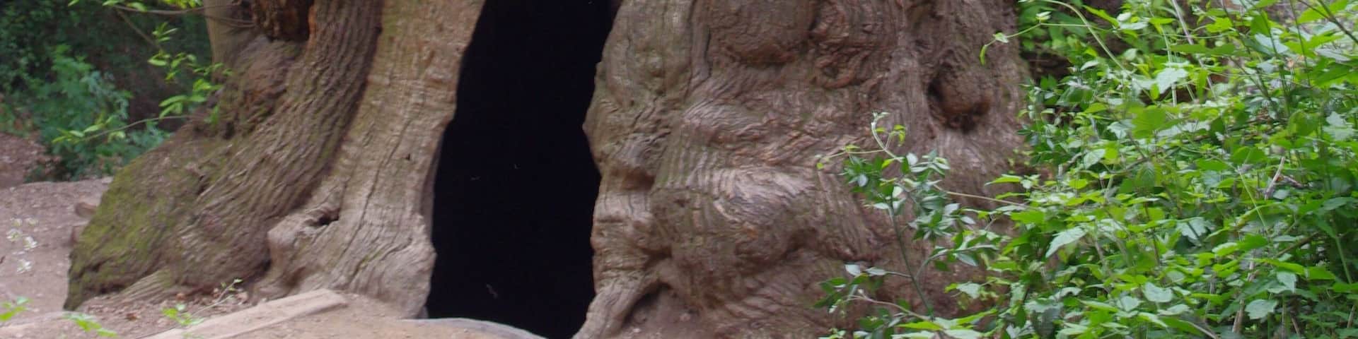 This is a a photo of a protected or outstanding tree in Catalonia, Spain, with id: