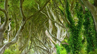 A dense forest with large trees covered in moss and hanging vines.