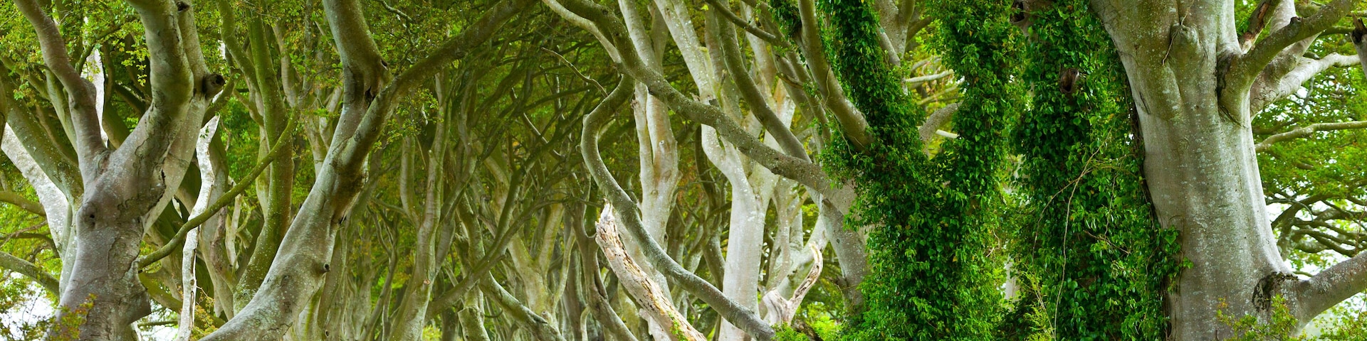 The Dark Hedges. Ballymoney Countryside. Antrim County, Northern Ireland, Europe