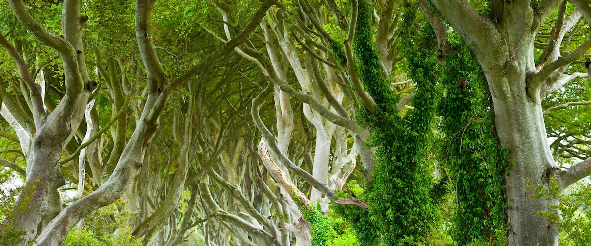 A dense forest with large trees covered in moss and hanging vines.