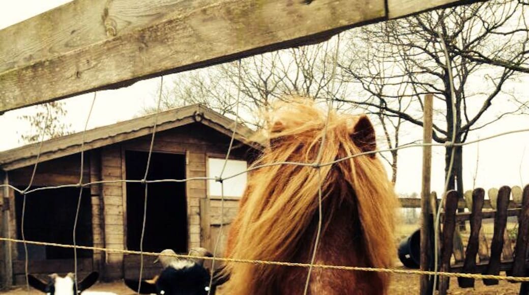 Petting zoo in Friesland #cutecreatures