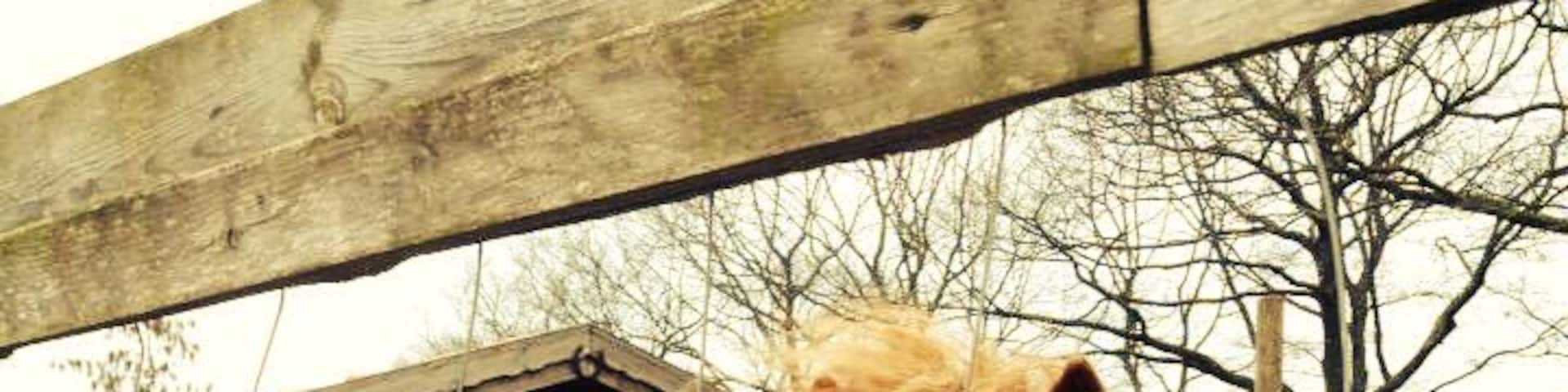 Petting zoo in Friesland #cutecreatures