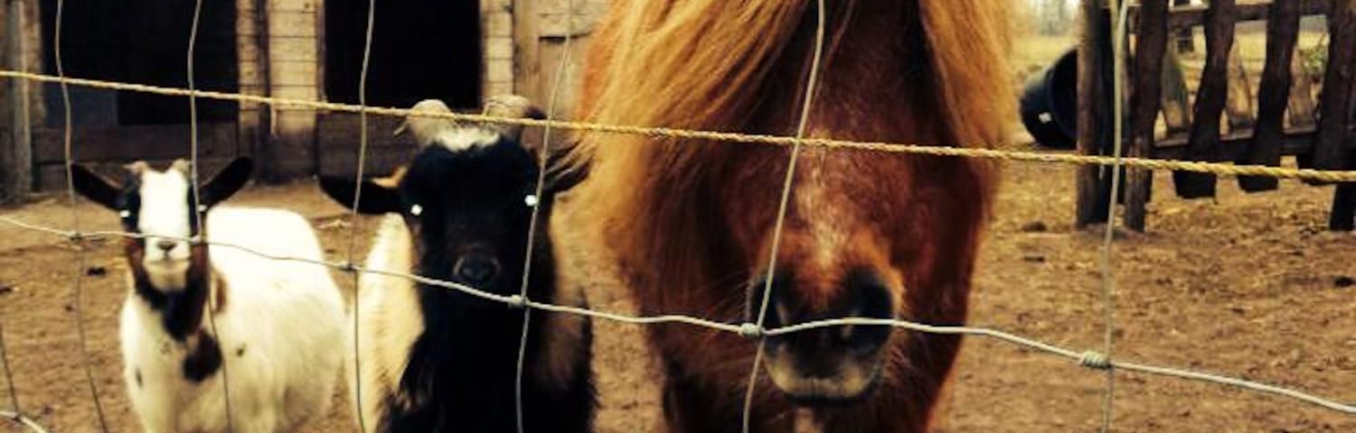 Petting zoo in Friesland #cutecreatures