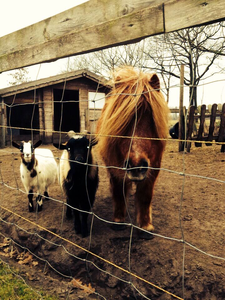 A pony with a long mane, a white and black goat, and a brown horse behind a wire fence in a stable area.