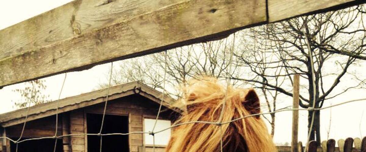 A pony with a long mane, a white and black goat, and a brown horse behind a wire fence in a stable area.
