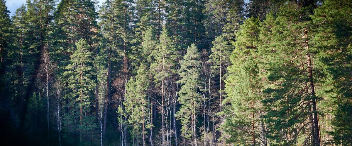 A dense forest with tall pine trees and a calm lake reflecting the trees.