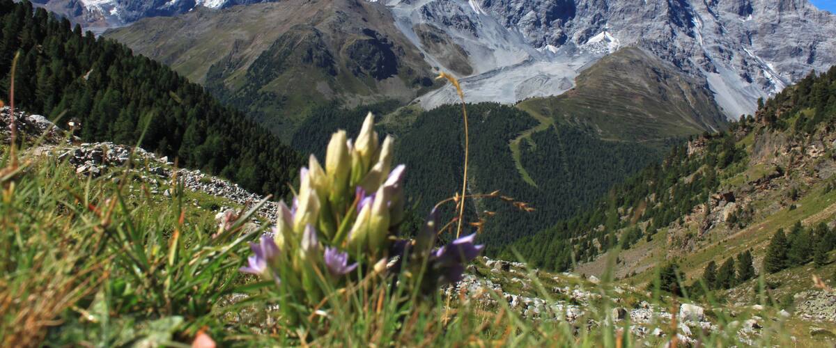 Königsspitze, Monte Zebru und Ortler im Blick. Aufgenommen auf dem Wanderweg zwischen Sulden und Düsseldorfer Hütte.