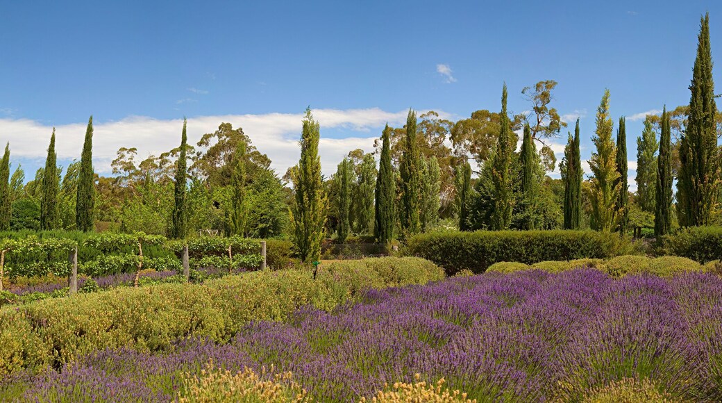 Rows of lavender plants at a lavender farm in regional Victoria, Australia