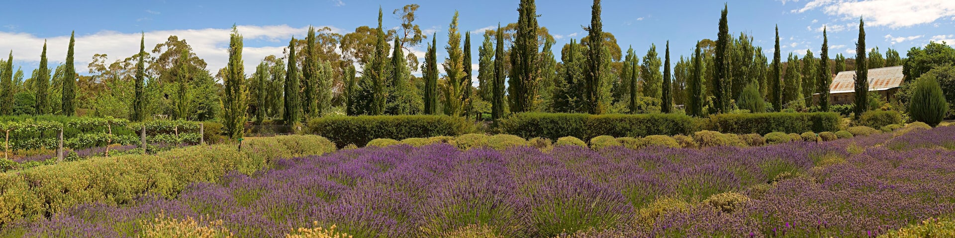Rows of lavender plants at a lavender farm in regional Victoria, Australia
