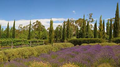Rows of lavender plants at a lavender farm in regional Victoria, Australia