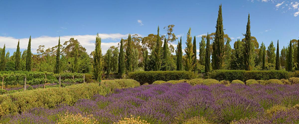 A lavender field, tall cypress trees, and neatly trimmed hedges under a clear blue sky.