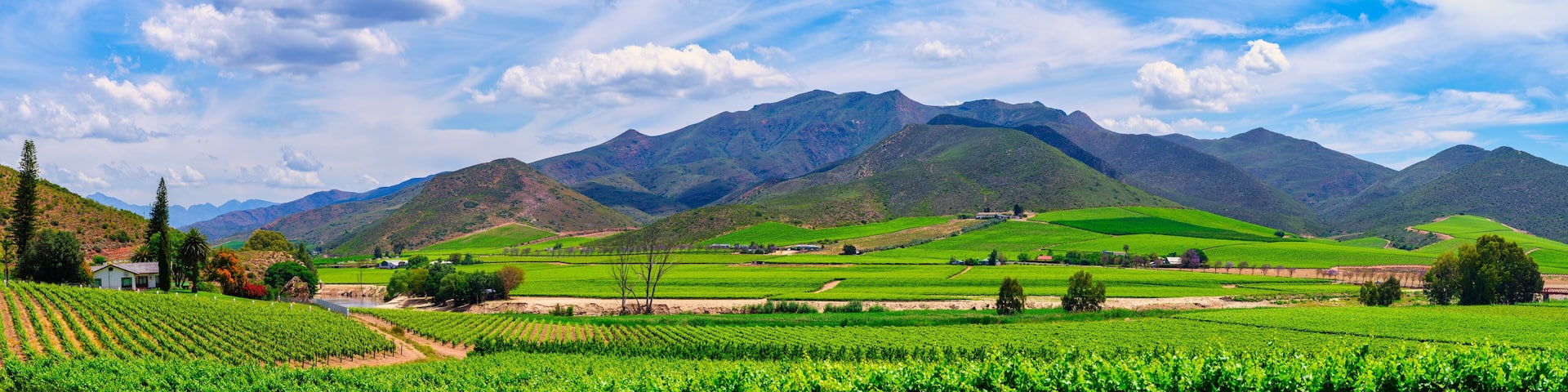 A vineyard with rows of grapevines, a small building, and a mountain range in the background.