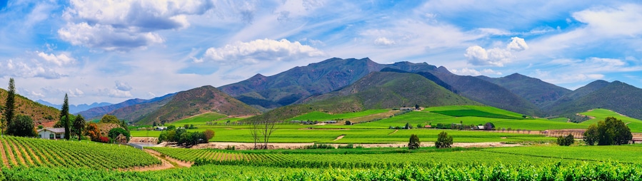 Viñedo con hileras de vides, un edificio pequeño y una cadena montañosa al fondo.
