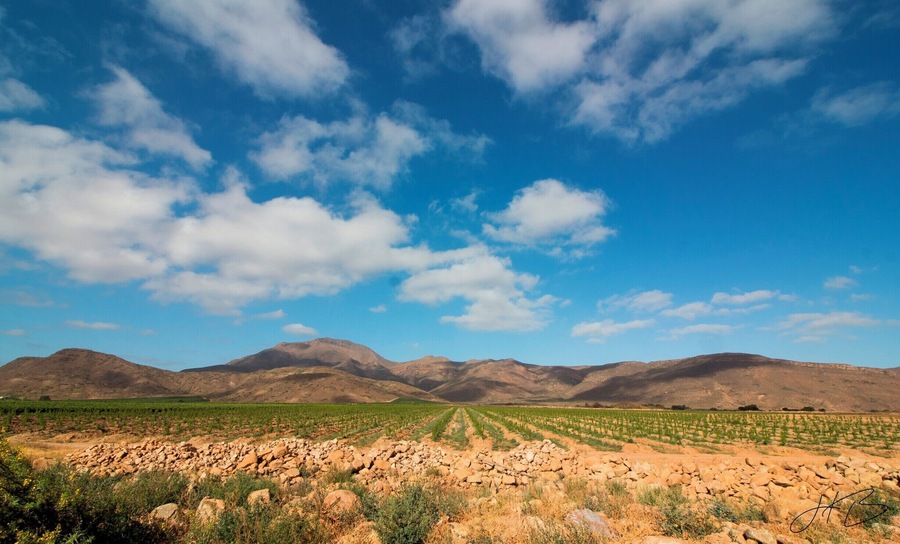 Wine farm next to Breede River.