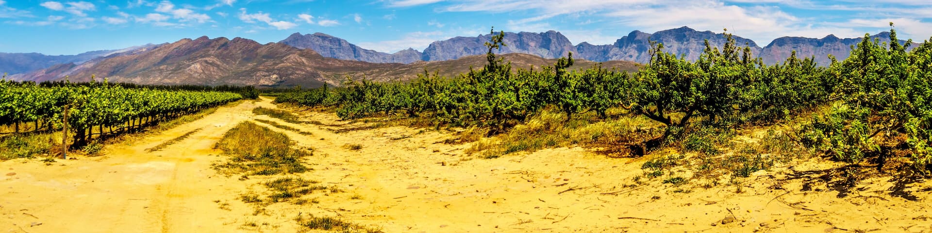 Panorama of Vineyards and surrounding Mountains in spring in the Boland Wine Region of the Western Cape in South Africa