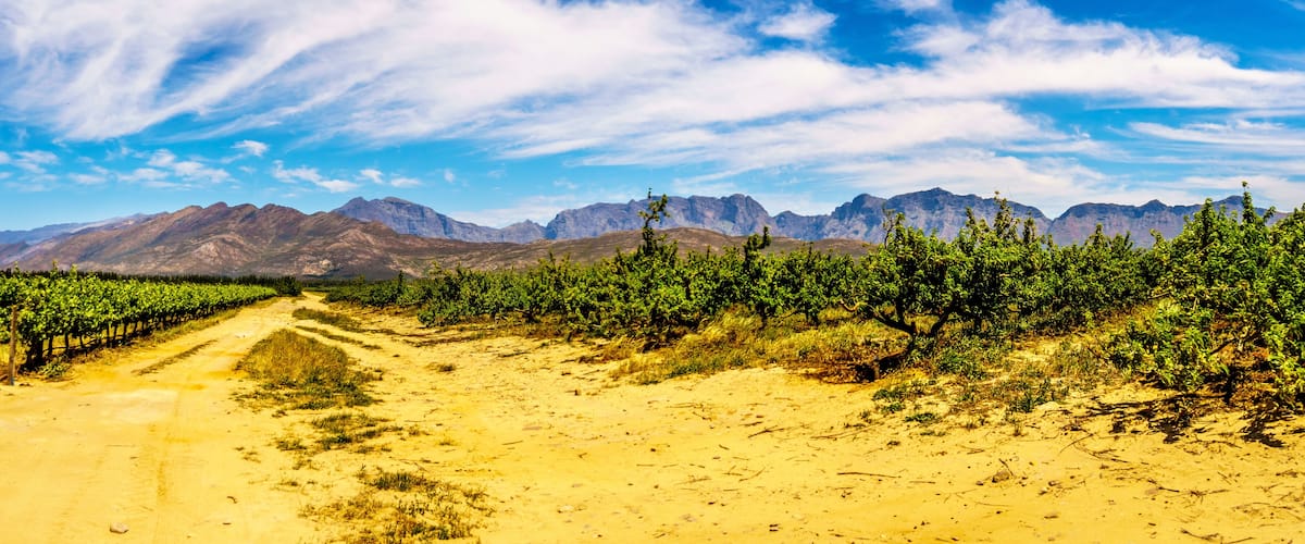 A vineyard with rows of grapevines and a dirt path leading towards a mountain range under a clear sky.