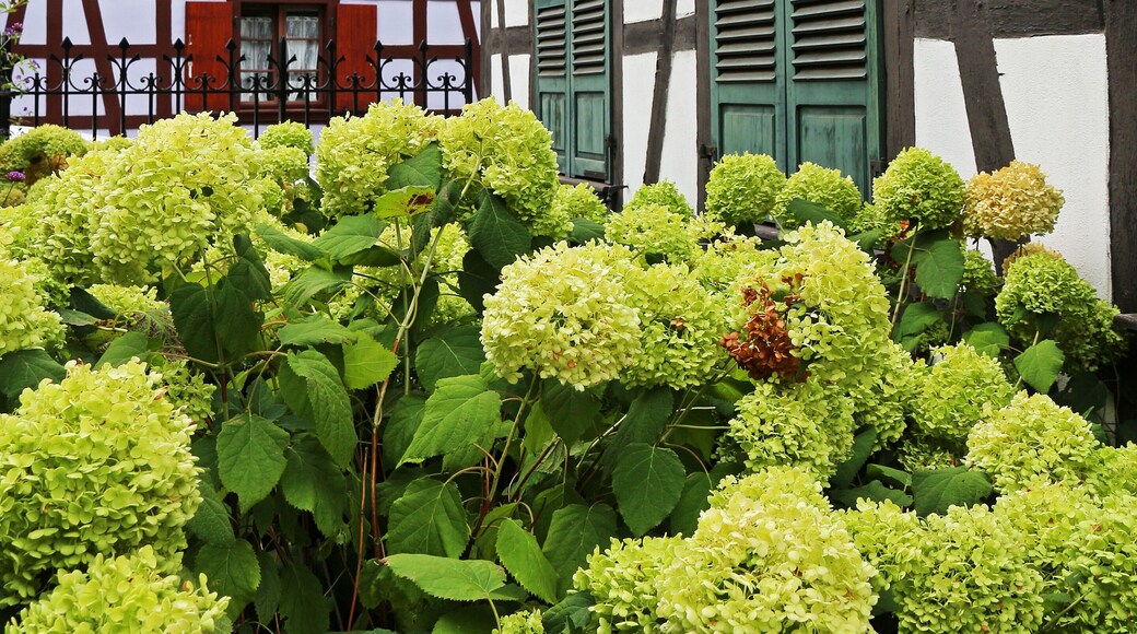 traditional alsacian houses with garden
