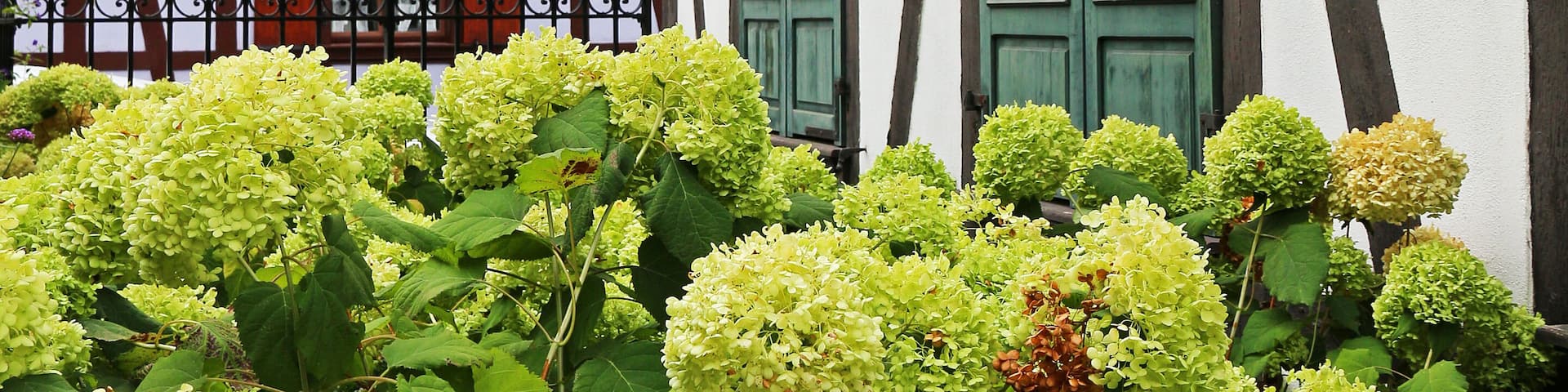 traditional alsacian houses with garden