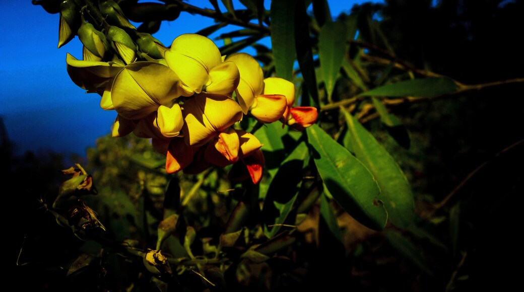 “A flower cannot blossom without sunshine, and man cannot live without love