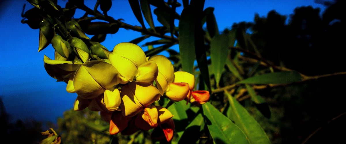 âA flower cannot blossom without sunshine, and man cannot live without love