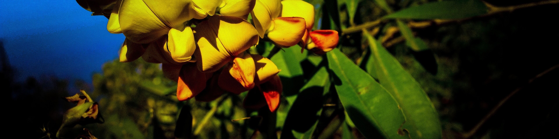 “A flower cannot blossom without sunshine, and man cannot live without love