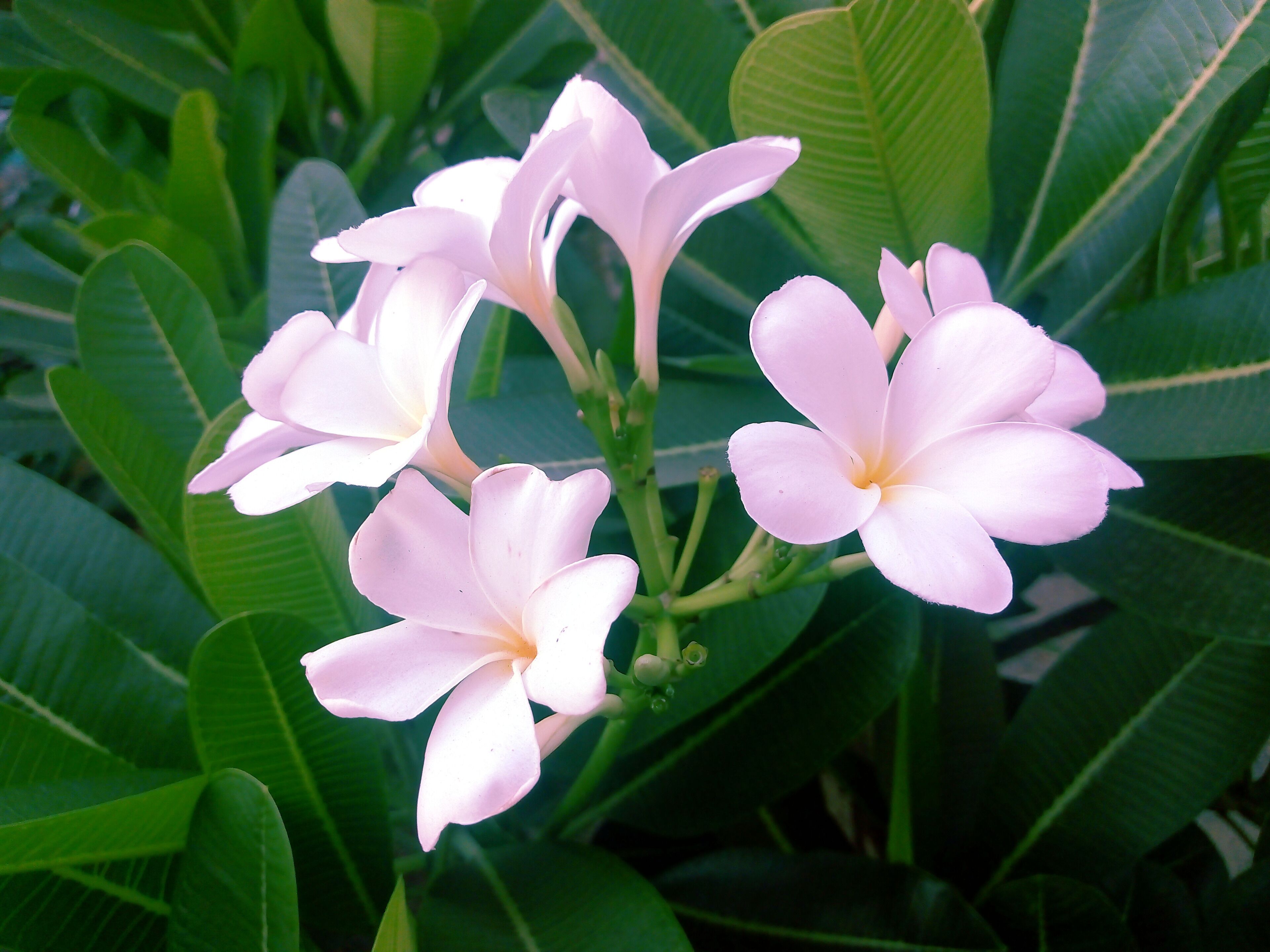 Life is the flower for which love is the honey