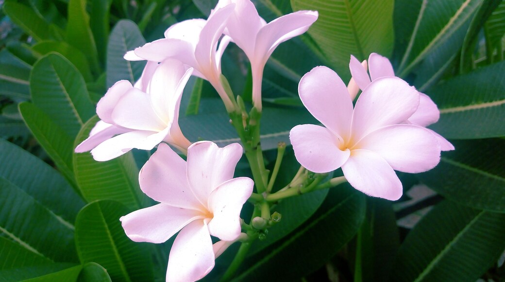 Life is the flower for which love is the honey