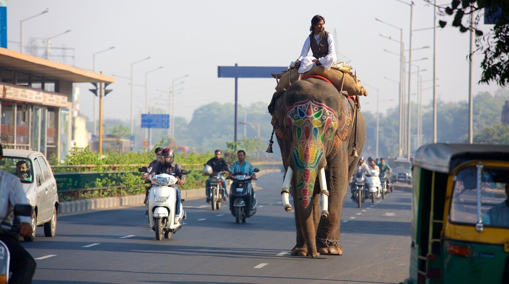 Ahmedabad som inkluderer landdyr og motorsykkelkjøring