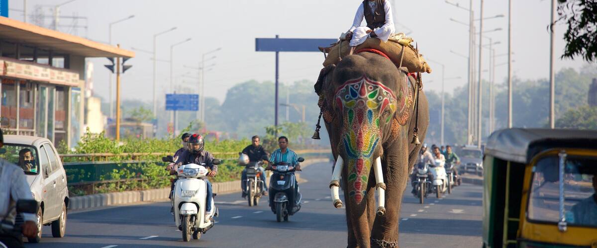 Ahmedabad mettant en vedette moto et animaux terrestres