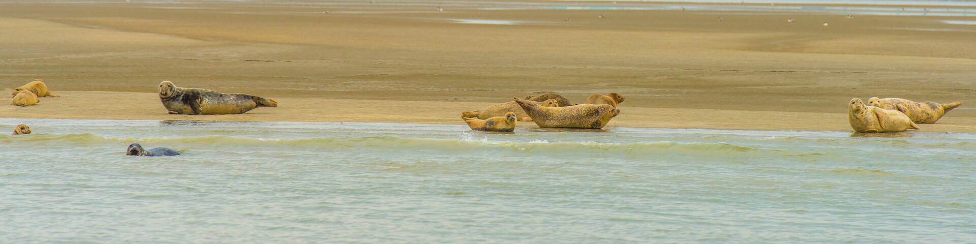 Seals swimming in sea and resting on a sandbank in the Western Scheldt in bright sunlight in summer, Walcheren, Zeeland, the Netherlands, July, 2024